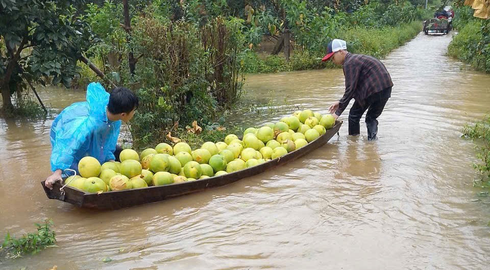 Từ tối 29/8 đến sáng 30/8, mưa như trút xuống nhiều địa phương ở Hà Tĩnh. Nước từ thượng nguồn đổ về cộng với việc Thủy điện Hố Hô xả tràn đã khiến nhiều tuyến đường ở các xã Phúc Trạch, Hương Xuân, Hà Linh, Hương Khê… bị ngập sâu, chia cắt. Trong ảnh người dân xã Phúc Trạch dùng thuyền đưa bưởi thu hoạch từ vườn lên đường cao hơn.