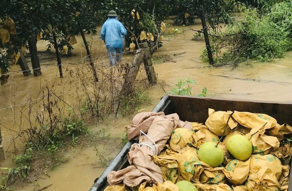 Hàng chục ha bưởi ngâm mình trong lũ, người dân chèo thuyền để thu hái - 4