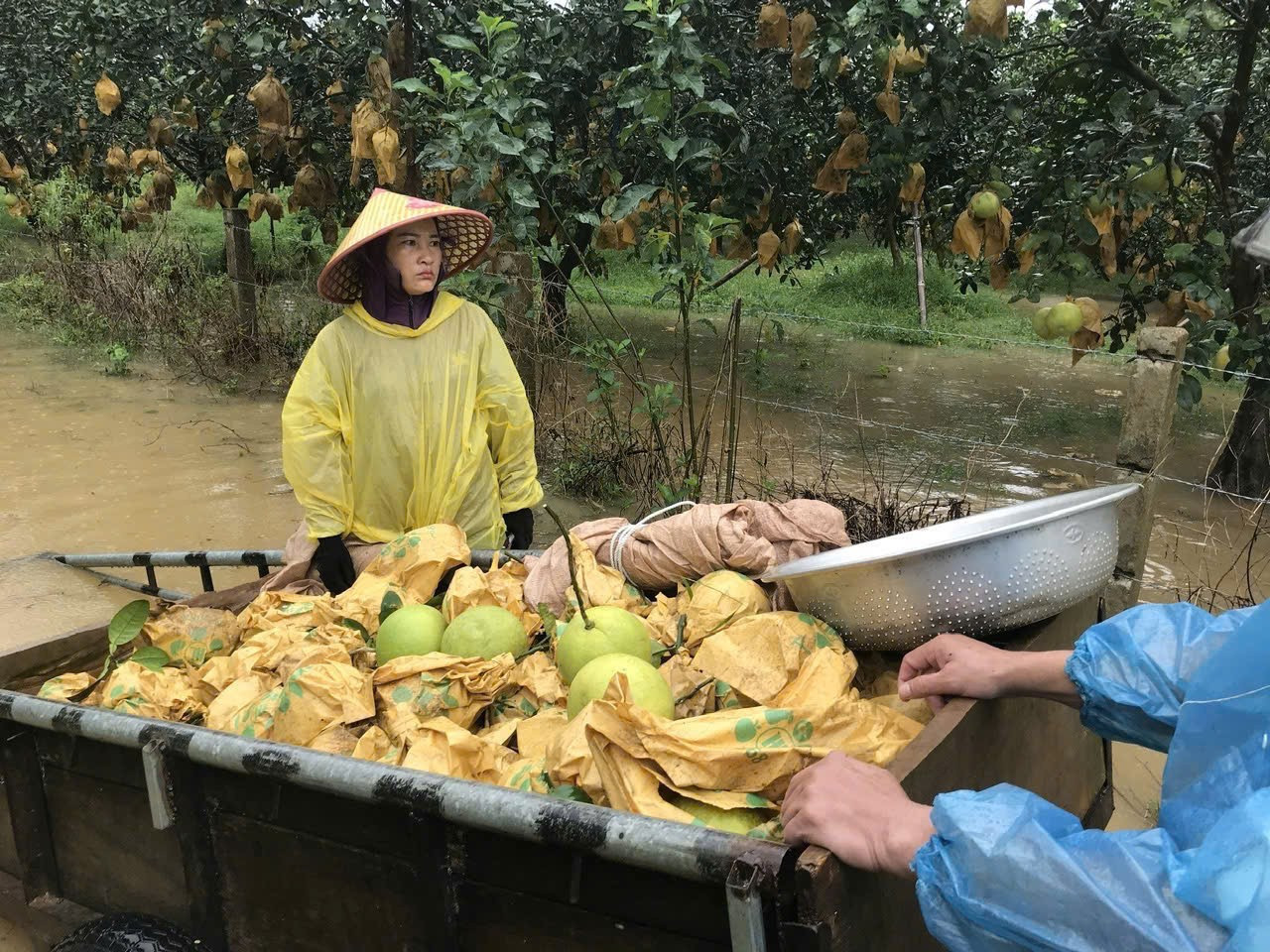 Gia đình chị Nguyễn Thị Hồng (trú thôn Phú Lễ, xã Phúc Trạch) mang thuyền nan ra vườn để thu hoạch những gốc bưởi đang bị ngập. “Nếu không hái ngay thì lo sợ khi nước rút, bưởi rụng đầy gốc. Mưa gió, nước ngập ngang bụng nhưng chúng tôi cố gắng thu hoạch để tránh thiệt hại do lũ”, chị Hồng chia sẻ.