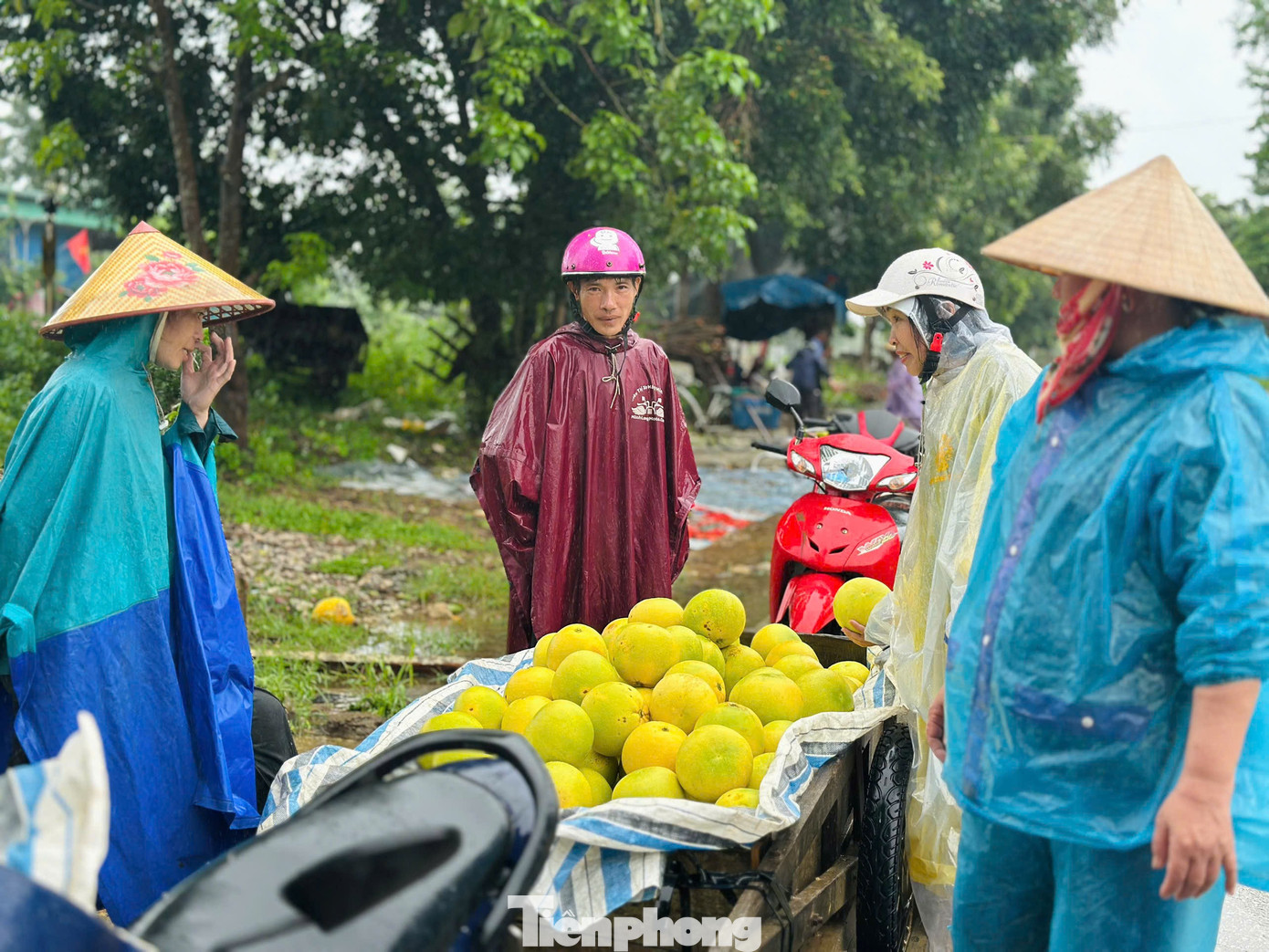 Không chỉ Phúc Trạch, tại xã Hương Đô, người dân cũng cuống cuồng thu hoạch bưởi chạy lũ. Bưởi sau khi được thu hoạch, người dân vận chuyển đến khu chợ để bán cho người dân có nhu cầu.