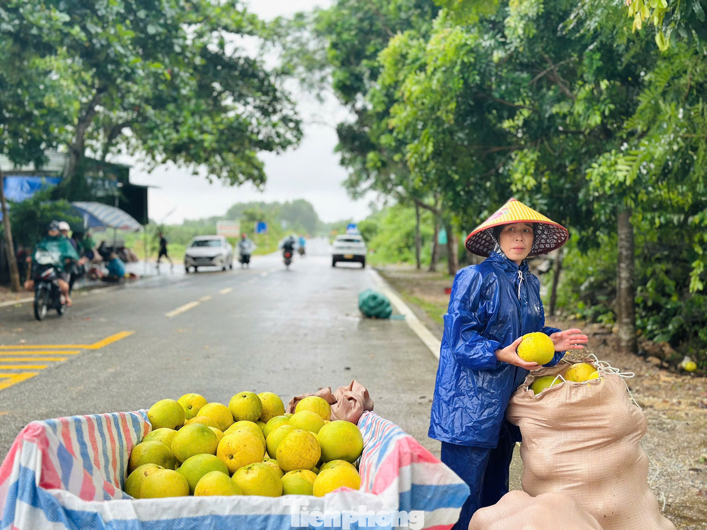 Nhiều người dân vượt lũ mang bưởi ra chợ để bán. Theo người dân, khi bưởi ngập nước lũ sẽ dễ gây hư hỏng, thối và rụng quả. Bởi vậy, khi lũ dâng lên, họ tranh thủ thu hoạch để giảm thiểu thiệt hại.