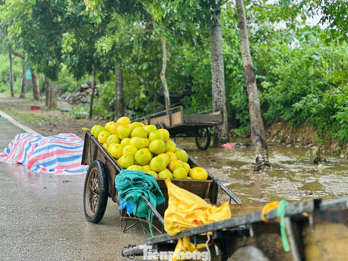 Nhiều người dân cho hay, khi bưởi cắt để bán chạy lũ giá sẽ không được cao như ngày thường. Tuy nhiên, để tiêu thụ được số lượng lớn, tránh hư hỏng khi để dài ngày, nhiều người chấp nhận bán giá rẻ. Hiện tại giá bán mỗi quả bưởi từ 15-20 ngàn đồng/quả.