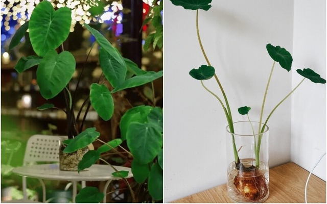 Với một chút kiên nhẫn, bạn sẽ sở hữu một chậu cây khoai môn xanh tốt, có giá trị thẩm mỹ cao.