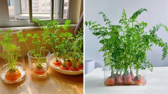 Chỉ với một chiếc cốc thủy tinh và vài bước đơn giản, bạn đã có thể tạo ra một góc cà rốt xanh tươi mát ngay tại nhà.