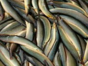 Sức khỏe - 5 loại cá nước ngọt giàu dinh dưỡng giúp sống khỏe mỗi ngày