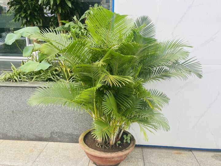 Ông bà xưa truyền: Trồng 3 loại cây này trước cổng, con cháu dễ gặp quý nhân phù trợ