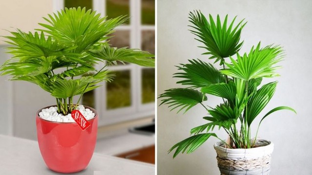 Cọ cảnh có thể đặt ở các góc phòng khách hoặc gần cửa ra vào để bảo vệ và giữ không gian sống luôn thoải mái, an lành.