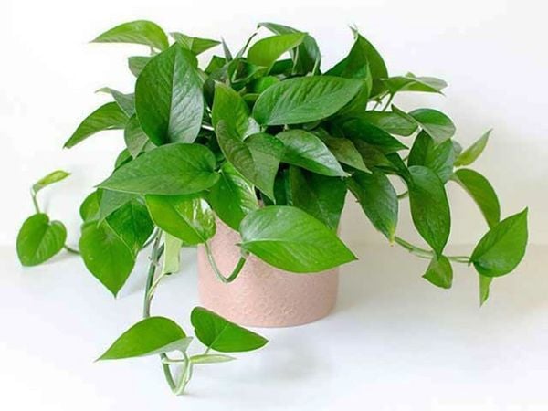Cây trầu bà với lá hình trái tim mang vẻ đẹp mềm mại, giúp làm dịu đi những góc nhọn sắc bén trong không gian sống.