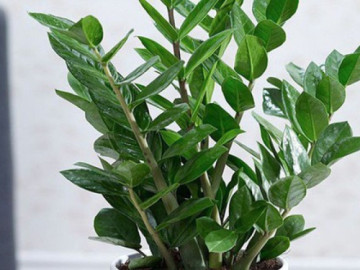 Những chỗ được coi là góc nhọn trong nhà và các cây cảnh phong thủy giúp hóa giải sát khí từ góc nhọn hiệu quả nhất