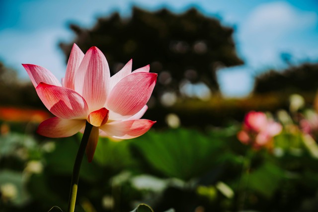 Hoa sen đại diện cho sự tinh khiết, nét độc đáo riêng và sức mạnh đạo lý.