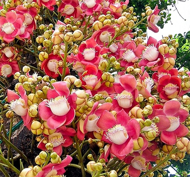 Cây ngọc kỳ lân có tác dụng trấn giữ ngôi nhà khỏi khí xấu từ bên ngoài.