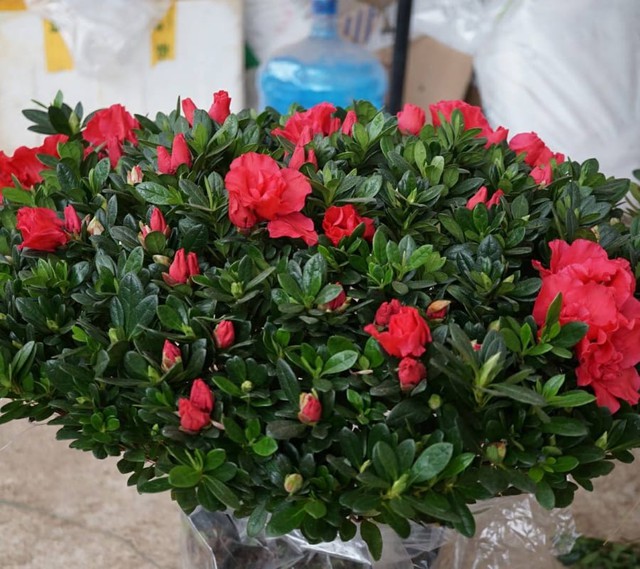 Hoa đỗ quyên không chỉ có tác dụng hóa giải những hình khí xấu ở ban công mà còn có tác dụng mang đến vận may cho gia chủ.