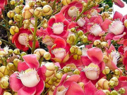 Cây cảnh hóa giải phong thủy xấu ở ban công, mang đến vượng khí