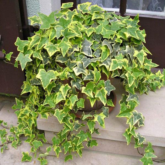 Ý nghĩa đuổi tà và xua âm khí của cây thường xuân, cách trồng và cách chăm cây luôn xanh tốt, nở hoa