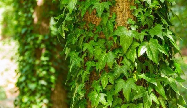 Thường xuân – loại dây leo thuộc họ ngũ gia, cuống dây có mọc rễ, cành non phủ lông, có dạng vảy cá.
