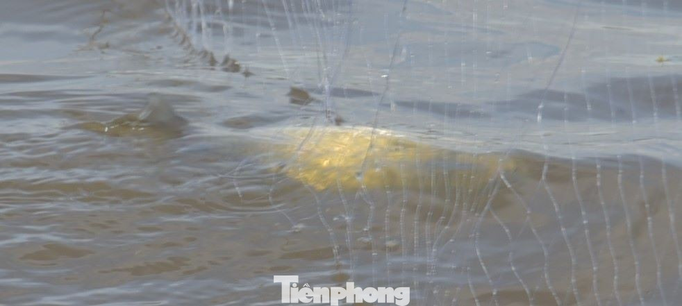 Cá đồng theo con nước lũ đem về cho người dân nguồn thu nhập vào mùa không trồng cấy được.