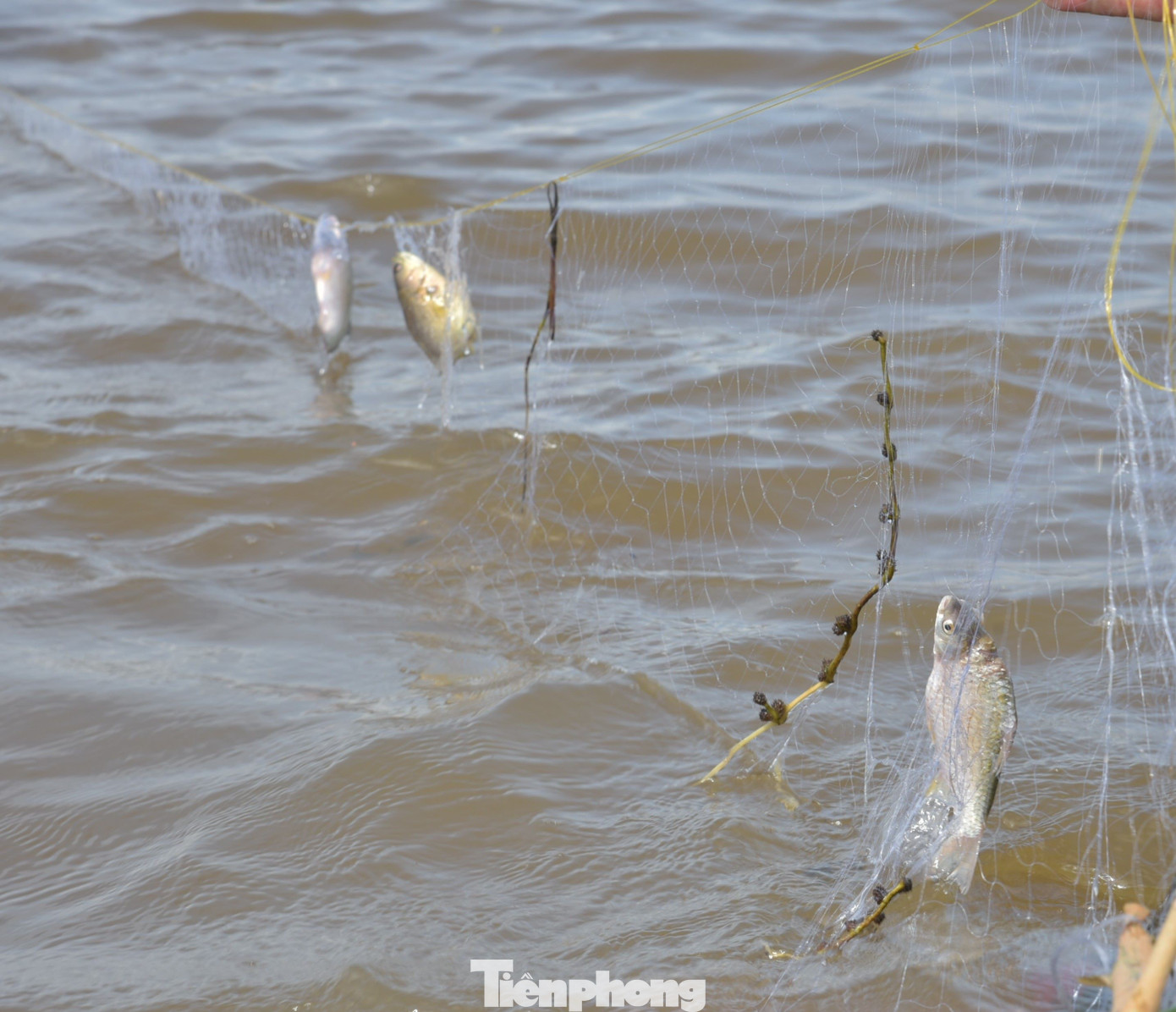 Nghề giăng lưới đêm phải dậy từ giữa đêm, có khi một mình giữa đồng vắng lặng, đối mặt với mưa to, gió lớn cũng không ít hiểm nguy, vất vả. Dù vậy, với anh Phú và nhiều bà con vùng biên, có mùa nước nổi là có thêm nguồn lợi để khai thác mưu sinh, đặc biệt khi những năm gần đây lũ lớn về miền Tây ít đi.