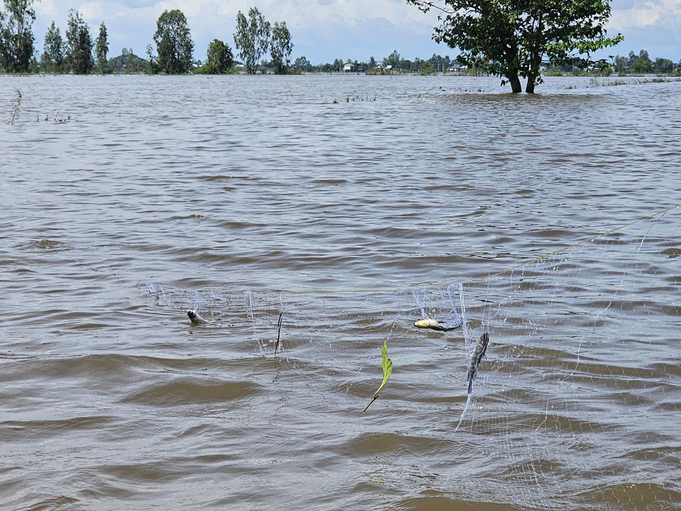 Trắng đêm săn amp;#34;lộc trờiamp;#34; mùa nước nổi - 8