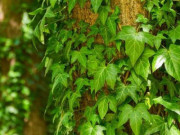 Nhà đẹp - Ý nghĩa đuổi tà và xua âm khí của cây thường xuân, cách trồng và cách chăm cây luôn xanh tốt, nở hoa