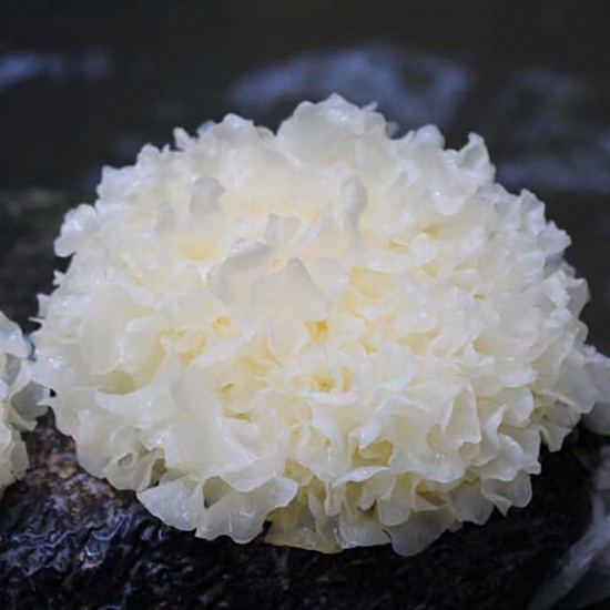 Nấm tuyết (mộc nhĩ trắng) có tác dụng điều hòa miễn dịch, giúp tăng cường khả năng tự phục hồi của phổi, cải thiện sức khỏe đường hô hấp.