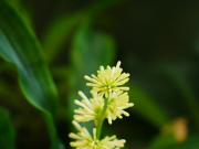 Nhà đẹp - Cách trồng và ý nghĩa phong thủy của cây thiết mộc lan