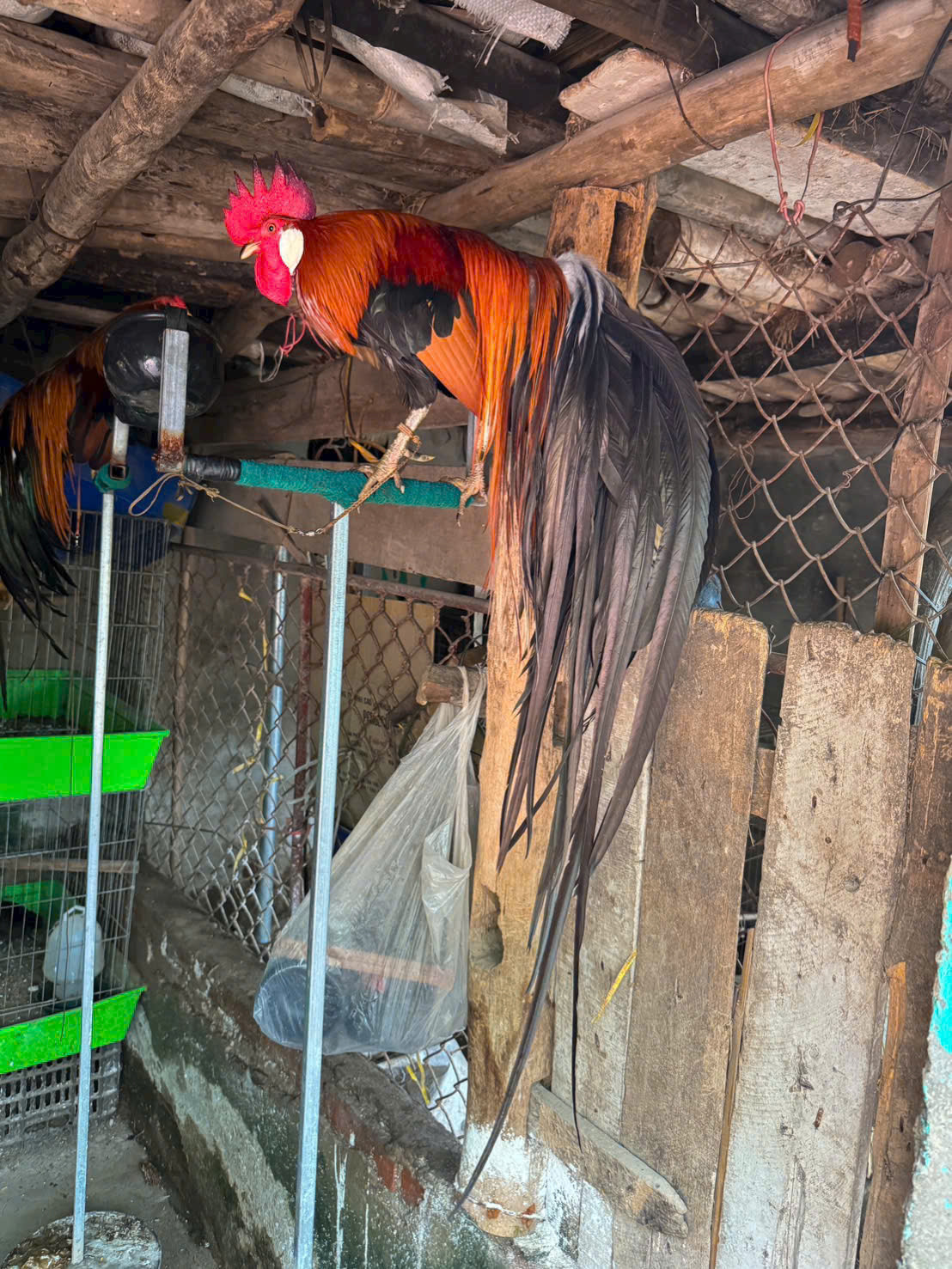 Chàng trai Phú Thọ nuôi thú cưng amp;#34;chân không chạm đấtamp;#34;, đuôi càng dài càng đắt - 5