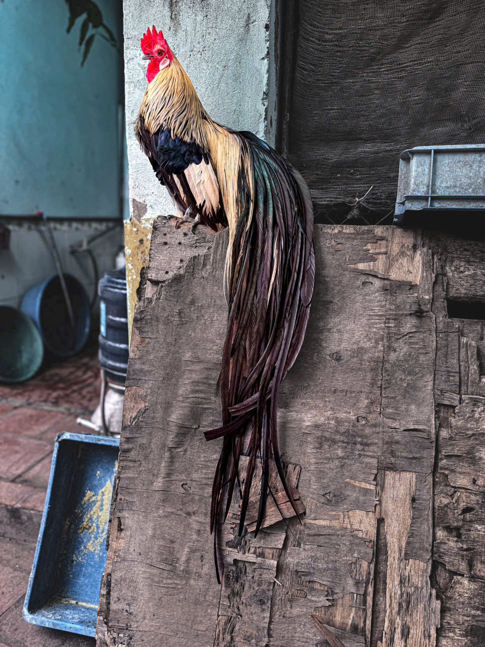 Chàng trai Phú Thọ nuôi thú cưng amp;#34;chân không chạm đấtamp;#34;, đuôi càng dài càng đắt - 3