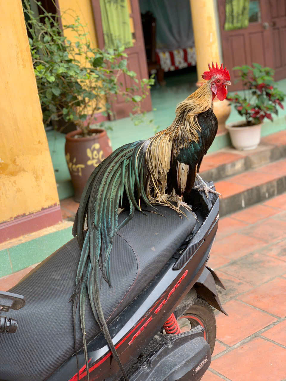 img src/upload/3-2025/images/2025-09-26/1758844787-ga-nhat-0-3054-width1108height1477.jpg width660 /