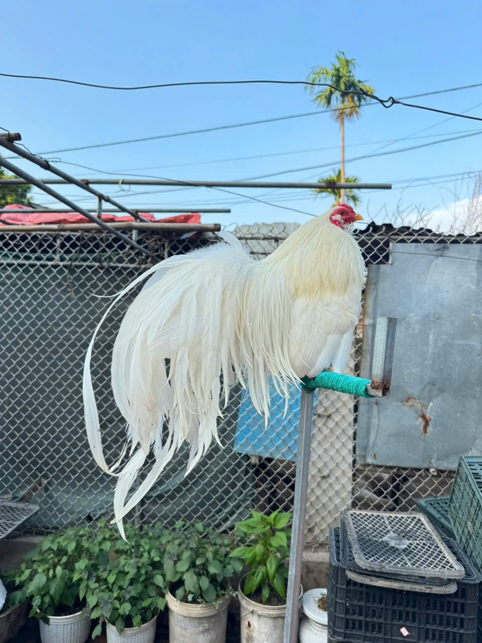 img src/upload/3-2025/images/2025-09-26/1758844787-ga-tan-chau-3056-width960height1280.jpg width660 /