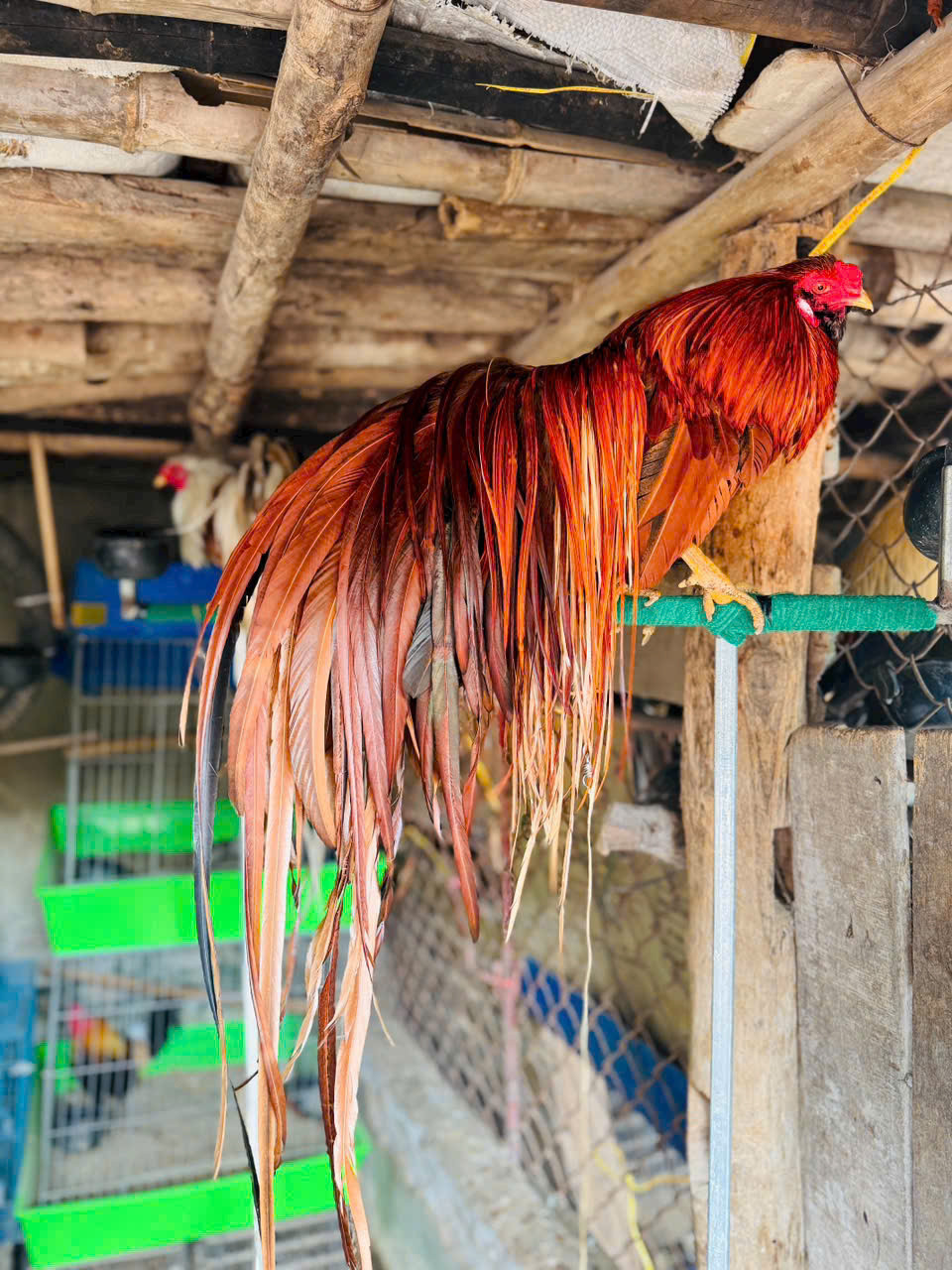 Chàng trai Phú Thọ nuôi thú cưng amp;#34;chân không chạm đấtamp;#34;, đuôi càng dài càng đắt - 7