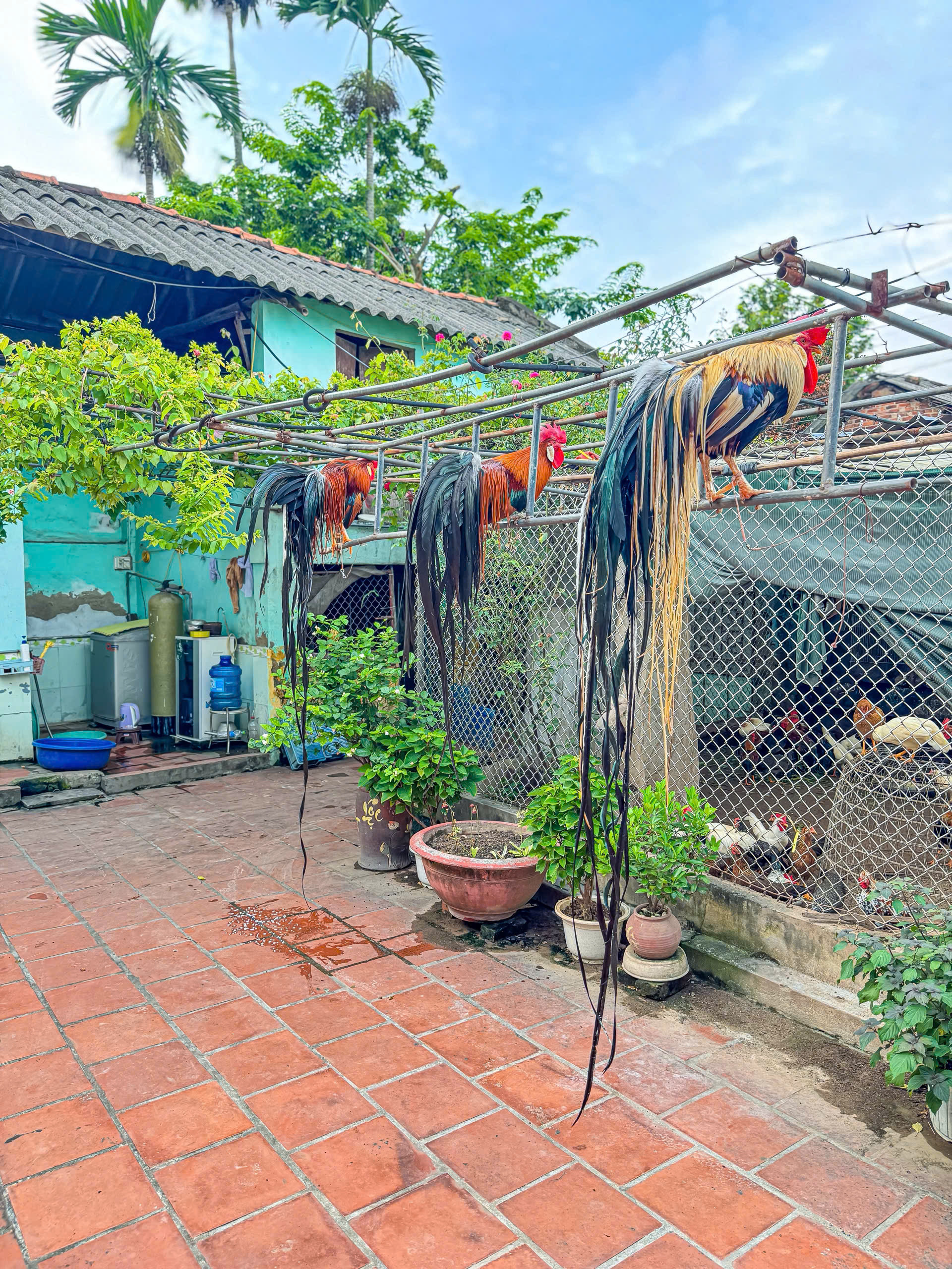 Trong đàn gà của anh Đại, con Onagadori có lông đuôi dài nhất đạt gần 1,8m. Để gà sở hữu bộ lông đuôi ấn tượng, anh tốn khoảng hơn 2 năm chăm sóc