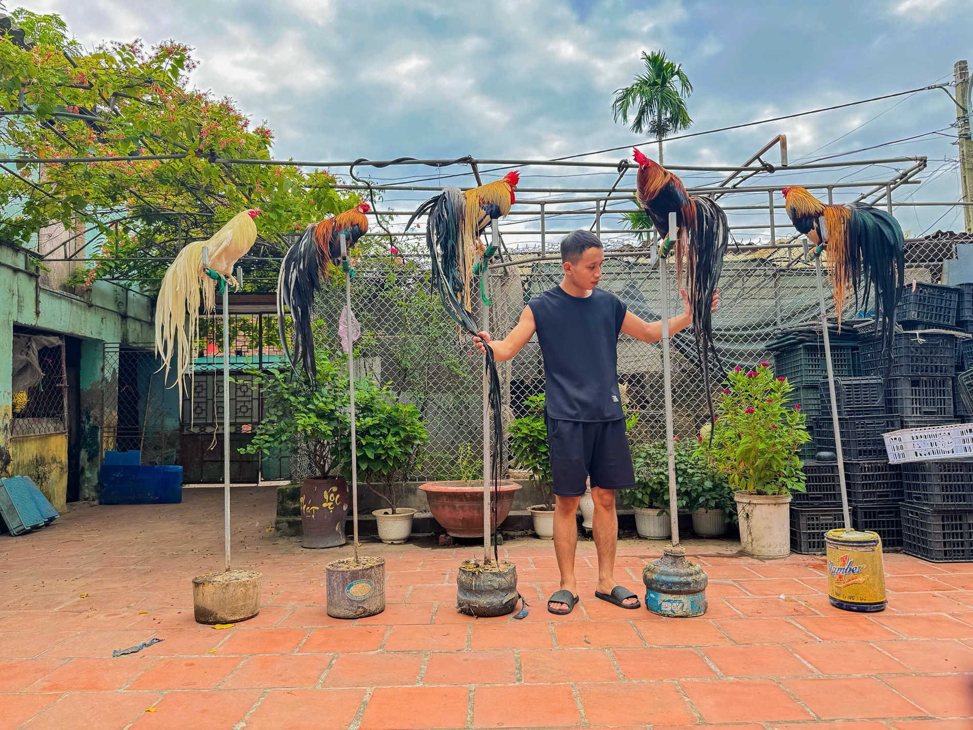 Gà đuôi dài được nuôi trên cầu đứng nên được ví von là chân không chạm đất. Chúng gần như không tiếp xúc với nền đất nên hạn chế khả năng mắc bệnh hơn gà chăn thả ở sân vườn