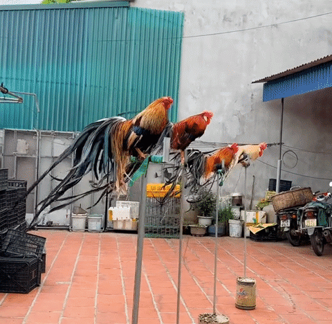 Gà đuôi dài dễ nuôi, kinh phí ít và không tốn thời gian chăm sóc nên được nhiều người chọn làm thú cưng