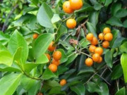 Nhà đẹp - Khi chọn mua cây phong thủy nhất định phải lưu ý những cây có độc sau