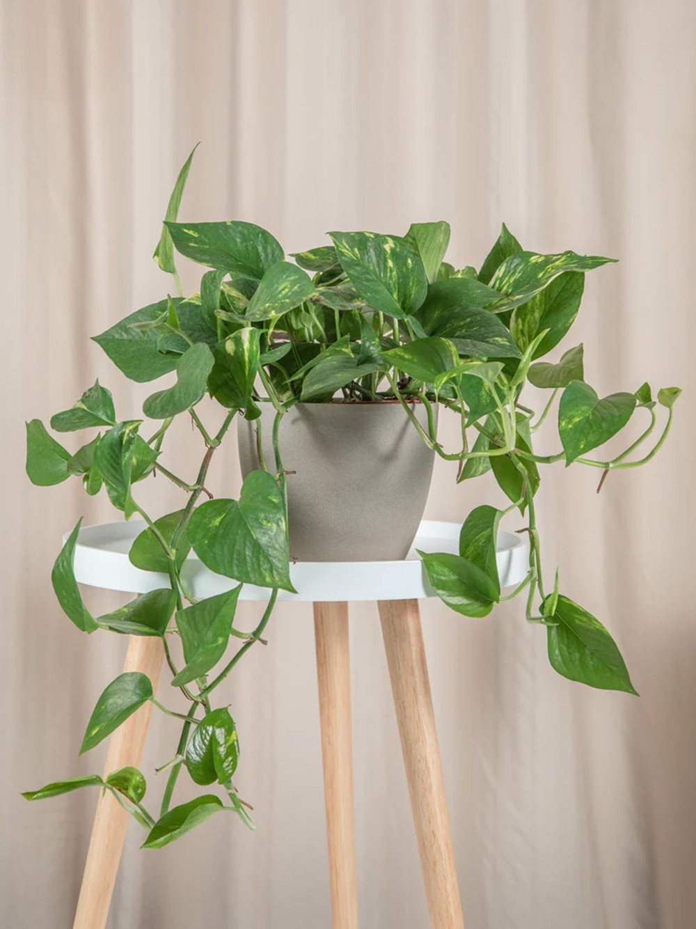 Trầu bà là giống cây dễ trồng. Ảnh: Garden Net