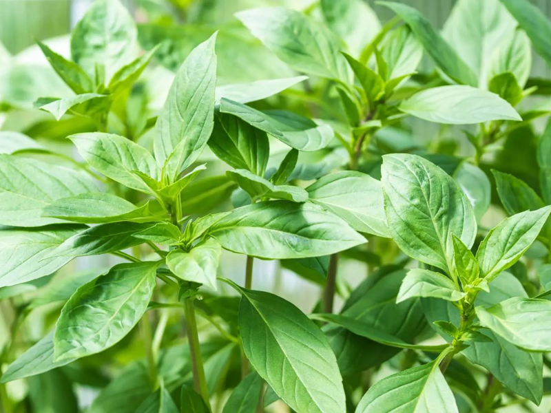 Húng quế có mùi thơm nồng, vị cay nhẹ, chứa tinh dầu eugenol và limonene giúp kháng khuẩn, chống nấm, hạn chế ký sinh trùng. Hương thơm mạnh khiến côn trùng khó bám trứng, an toàn hơn nhiều loại rau sống khác. 