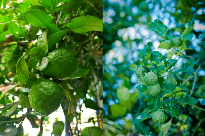 Chúc cùng họ với chanh nhưng lá, quả có sự khác biệt. Ảnh: Dương Việt Anh/Thái Lâm