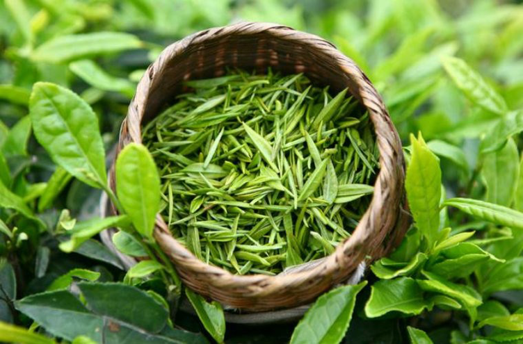 Trà xanh là thần dược giúp chị em chăm sóc và bảo vệ tóc.