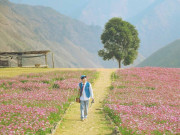Lifestyle - "Thiên đường hạ giới" tại Việt Nam: Có đồi hoa đẹp như Thụy Sĩ, có thể chụp ra 1001 bức ảnh không khác gì Pinterest