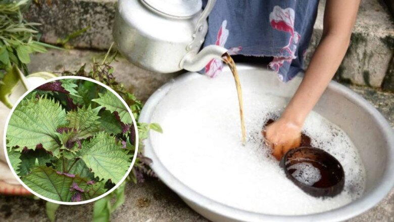 Sau 2 tuần gội đầu với nước lá tía tô, chị em sẽ thấy gàu giảm hẳn, tóc bóng mượt và tình trạng rụng tóc cải thiện rõ rệt.