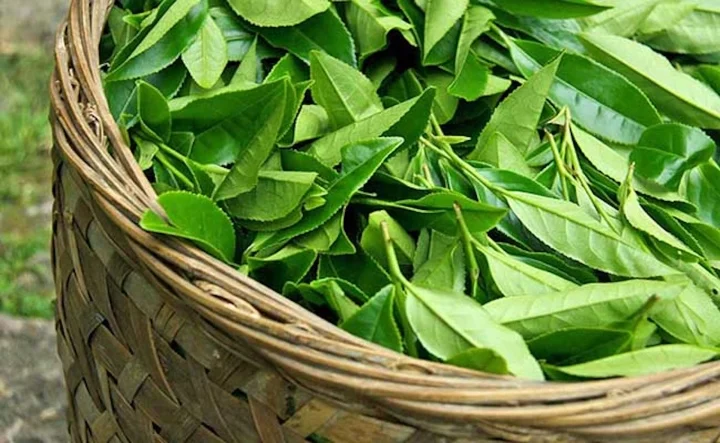 Với những công dụng toàn diện từ làm đẹp da đến cải thiện vóc dáng, trà xanh thực sự xứng đáng là “người bạn đồng hành” không thể thiếu trong hành trình chăm sóc sức khỏe và sắc đẹp của phái đẹp.