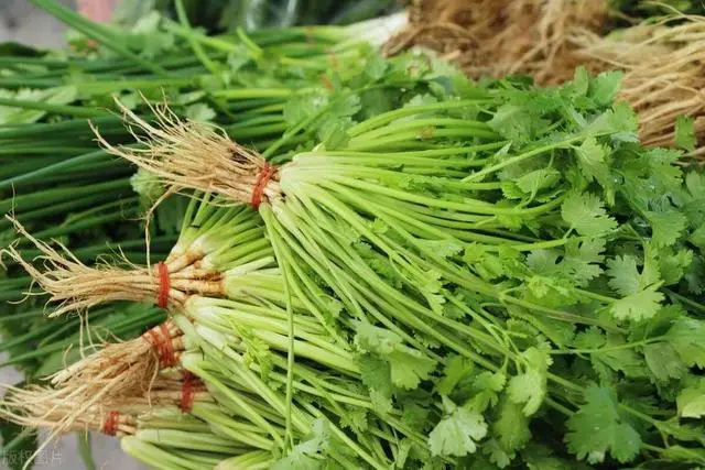 Bảo quản rau mùi trong tủ lạnh là sai, đầu bếp nhà hàng chỉ bạn một mẹo, giữ rau thơm tươi được lâu - 1