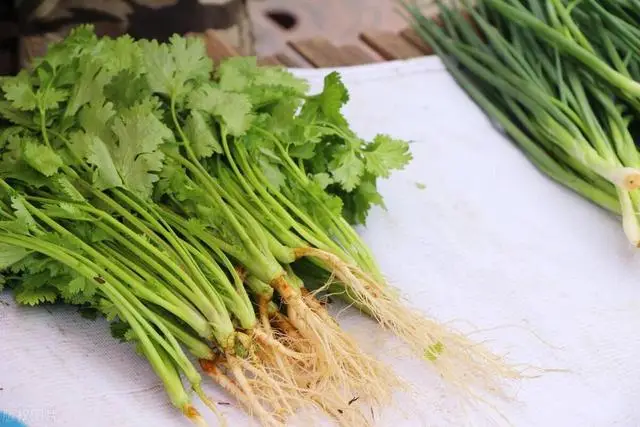 Bảo quản rau mùi trong tủ lạnh là sai lầm, đầu bếp nhà hàng hướng dẫn 1 mẹo để giữ rau tươi lâu, thơm như mới hái - 2