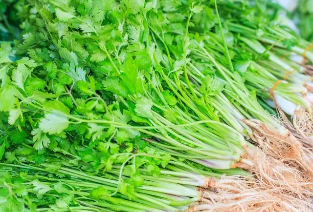 Bảo quản rau mùi trong tủ lạnh là sai lầm, đầu bếp nhà hàng hướng dẫn 1 mẹo để giữ rau tươi lâu, thơm như mới hái - 6