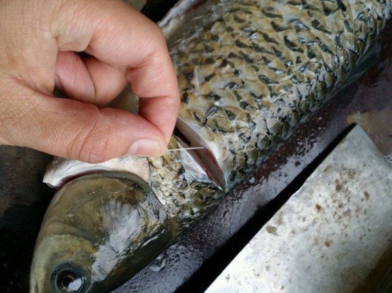 Cá rất tanh nhưng chỉ cần rút sợi dây này thì mùi tanh không còn nữa, bạn tha hồ chế biến cả trăm món đều ngon - 2