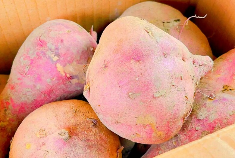 Khoai lang mua về cho ngay vào đây, để được nửa năm vẫn tươi lại càng ngon ngọt, không mọc mầm, rất hợp những ai ở chung cư - 1