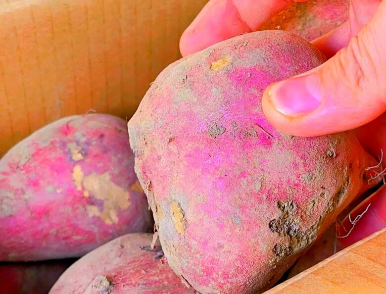 Khoai lang mua về cho ngay vào đây, để được nửa năm vẫn tươi lại càng ngon ngọt, không mọc mầm, rất hợp những ai ở chung cư - 5