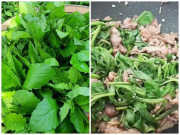 Bếp Eva - Cây này nghe tên lạnh cả gáy, xưa cho lợn ăn nay thành đặc sản, giá trên dưới 100.000đ/kg, cứ nhắc đến là ai cũng thích