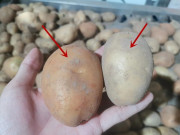 Bếp Eva - Mua khoai tây đừng chỉ dựa vào kích thước, hãy phân biệt “khoai bở và khoai giòn”, chọn đúng loại, món ăn mới chuẩn vị thơm ngon