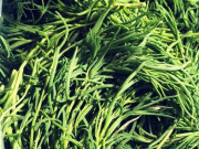 Bếp Eva - Cây thường bị nhầm là hoa mười giờ, nước ta vứt cho lợn ăn không ngờ là rau quý, đem làm được nhiều món ngon